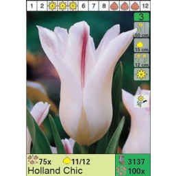 Тюльпаны Holland Chic (x100) 11/12 (цена за шт.)