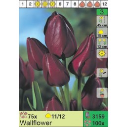 Тюльпаны Wallflower (x100) 11/12 (цена за шт.)