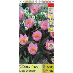 Тюльпаны ботанические Lilac Wonder (x150) 6/+ (цена за шт.)