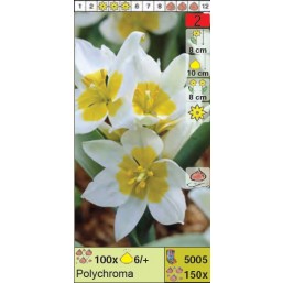 Тюльпаны ботанические Polychroma (x150) 6/+ (цена за шт.)