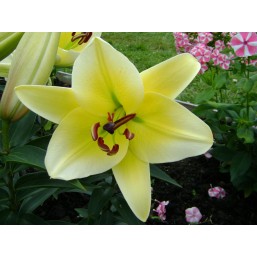 Лилии Oriental Hybrid Lilies White Striped Yellow в контейнере