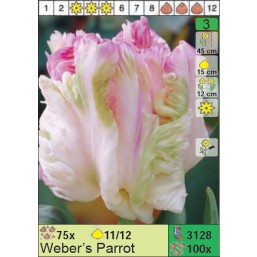 Тюльпаны Weber's Parrot (x100) 11/12 (цена за шт.)