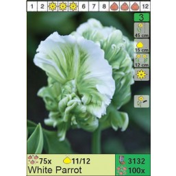 Тюльпаны White Parrot (x100) 11/12 (цена за шт.)