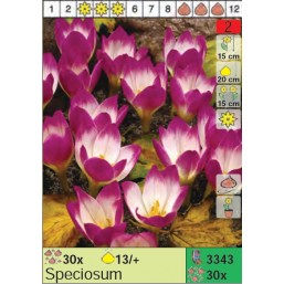 Безвременник Speciosum (x30) 13/+ (цена за шт.)