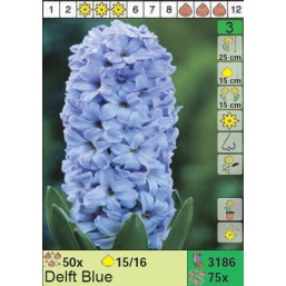 Гиацинты Delft Blue (x75) 15/16 (цена за шт.)