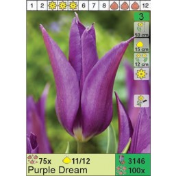 Тюльпаны Purple Dream (x100) 11/12 (цена за шт.)