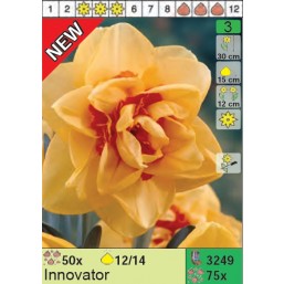 Нарциссы Innovator (x75) 12/14 (цена за шт.)