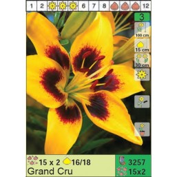 Лилии Grand Cru (x30) 16/18 (цена за шт.)