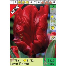 Тюльпаны Love Parrot (x100) 11/12 (цена за шт.)
