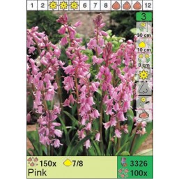Гиацинтоидос Pink (x100) 7/8 (цена за шт.)