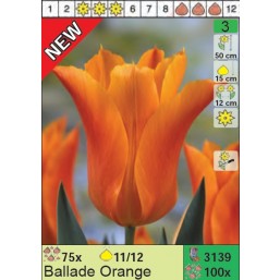 Тюльпаны Ballade Orange (x100) 11/12 (цена за шт.)