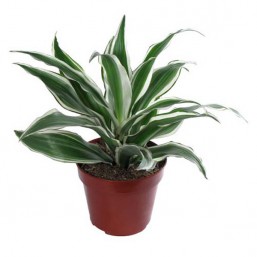 Драцена fragrans White Stripe 12.0 35