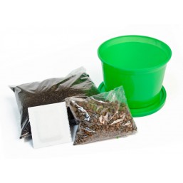 Тимьян (чабрец) "Зелень круглый год" набор для выращивания BONTILAND (горшочек с крышкой, питательный субстрат, дренаж, семена)