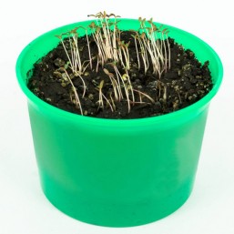Портулак овощной "Зелень круглый год" набор для выращивания BONTILAND (горшочек с крышкой, питательный субстрат, дренаж, семена)