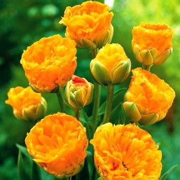 Тюльпаны Beauty of Apeldoorn