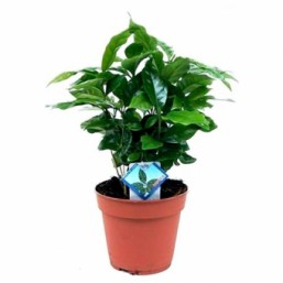 Кофе arabica 7.0 15