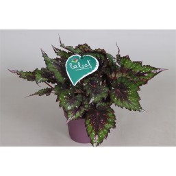 Бегония декоративнолиственная Beleaf микс 12.0 27