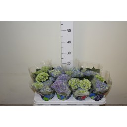 Гортензия крупнолистная Blue d10 h 25