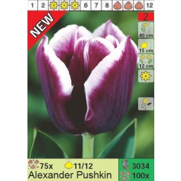 Тюльпаны Alexander Pushkin (x100) 11/12 (цена за шт.)