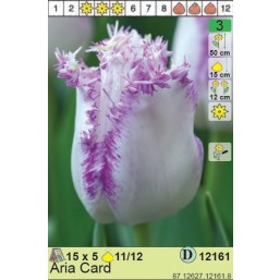 Тюльпаны Aria Card (x5) 11/12 (цена за шт.)