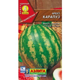 Арбуз Карапуз. Аэлита