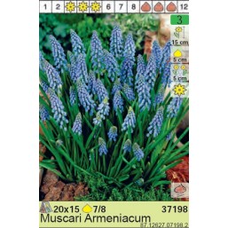Мускари Armeniacum (x200) 7/8 (цена за шт.)