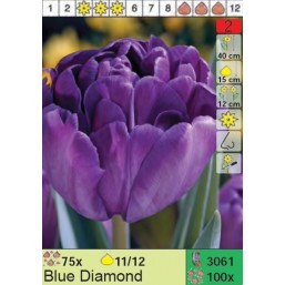 Тюльпаны Blue Diamond 12/+