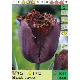 Тюльпаны Black Jewel (x100) 11/12 (цена за шт.)