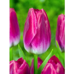 Тюльпаны Bolroyal Pink