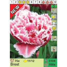 Тюльпаны Brest (x100) 11/12 (цена за шт.)