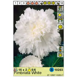 Бегония Fimbriata White 5/6