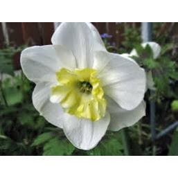 Нарцисс разрезнокорончатый Papillon Blanc 12/14, шт