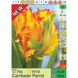 Тюльпаны Carribean Parrot (x100) 11/12 (цена за шт.)