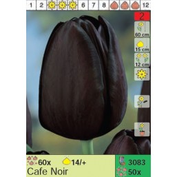 Тюльпаны Cafe Noir (x50) 14/+ (цена за шт.)