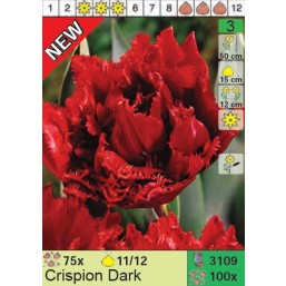 Тюльпаны Crispion Dark (x100) 11/12 (цена за шт.)