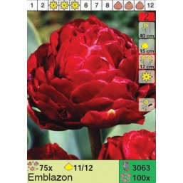 Тюльпаны Emblazon (x100) 11/12 (цена за шт.)