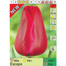 Тюльпаны Escape (x50) 14/+ (цена за шт.)