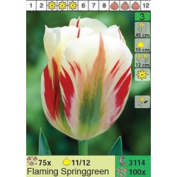 Тюльпаны Flaming Springgreen (x100) 11/12 (цена за шт.)