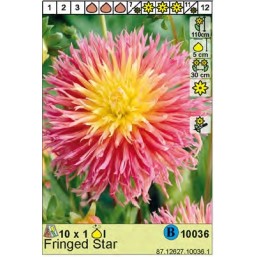 Георгин Fringed Star (118)