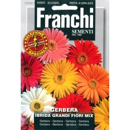 Гербера Ibrida, смесь (0,2 гр) DBFS 328/1   Franchi Sementi