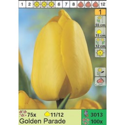 Тюльпаны Golden Parade (x100) 11/12 (цена за шт.)