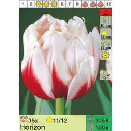 Тюльпаны Horizon (x100) 11/12 (цена за шт.)