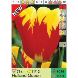 Тюльпаны Holland Queen (x100) 11/12 (цена за шт.)