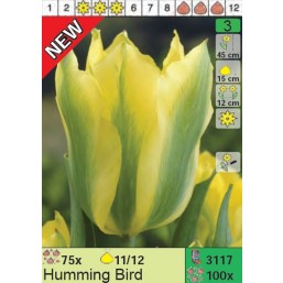 Тюльпаны Humming Bird (x100) 11/12 (цена за шт.)