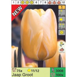 Тюльпаны Jaap Groot (x100) 11/12 (цена за шт.)