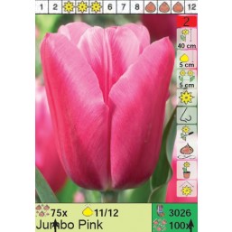 Тюльпаны Jumbo Pink (x100) 11/12 (цена за шт.)