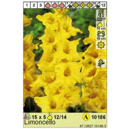 Гладиолус Limoncello 12/14