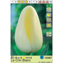 Тюльпаны  Le Crin Blanc (x5) 11/12 (цена за шт.)