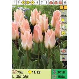 Тюльпаны Little Girl (x100) 11/12 (цена за шт.)