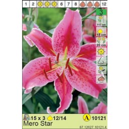 Лилии  Mero Star (x3) 12/14 (цена за шт.)
